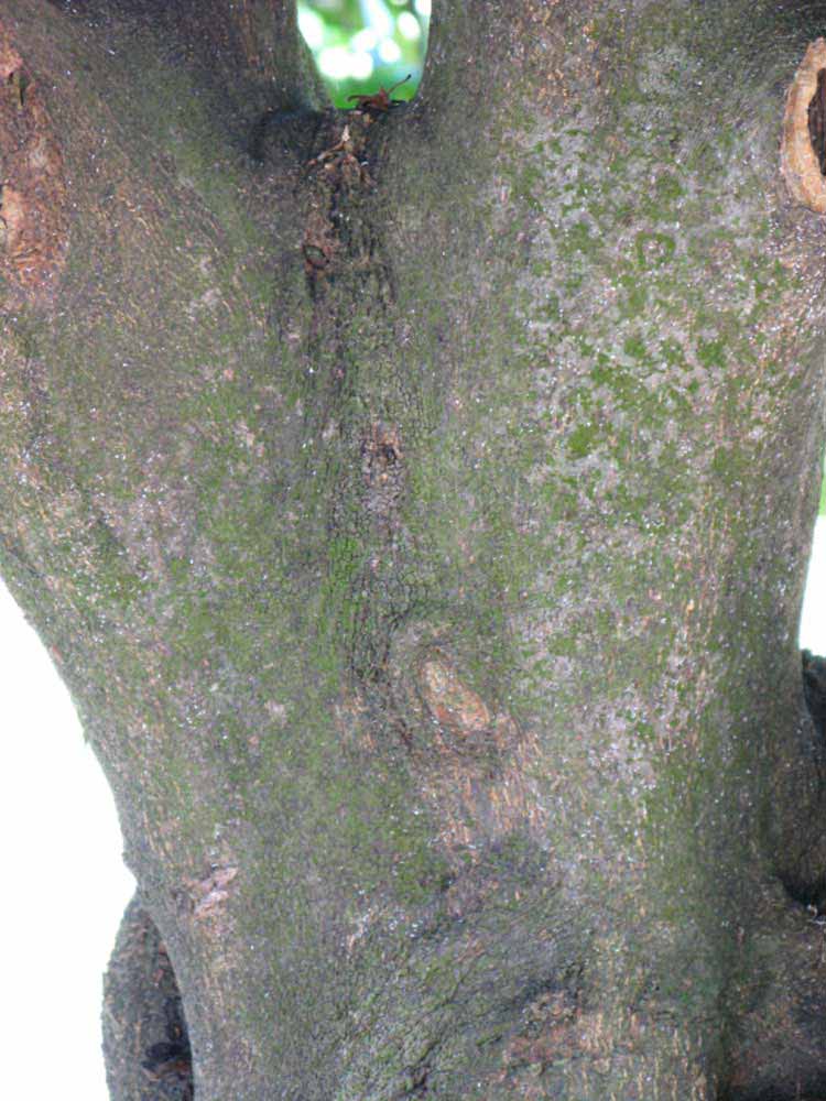            Bark (Winter Haven, FL)   